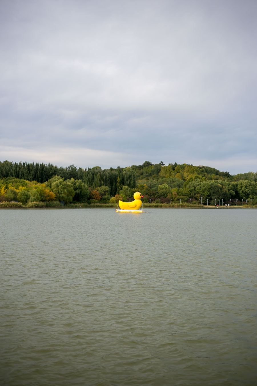 奥林匹克森林公园湖中的大黄鸭